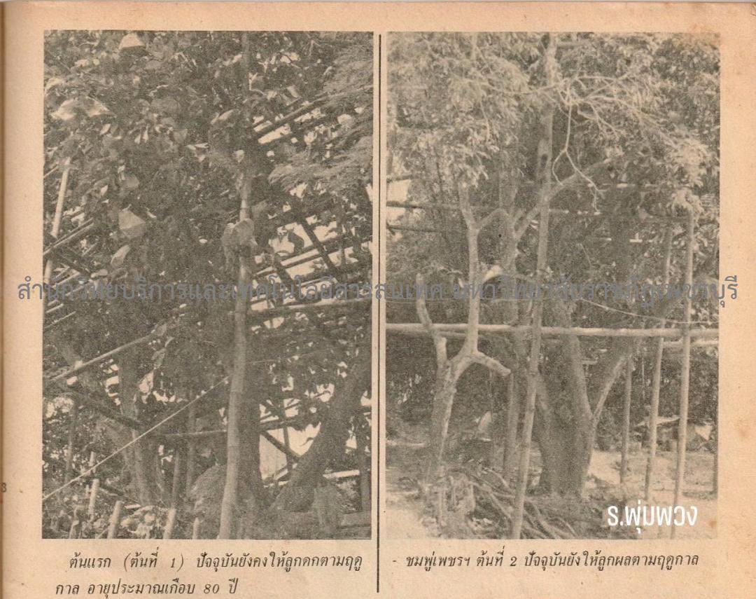 ขอบคุณภาพจากเฟสบุ๊ค 